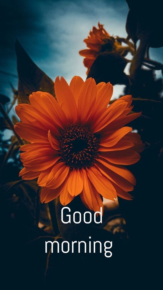 790+ Basking In Good Morning Flower Images | Nature's Hello: Good ...