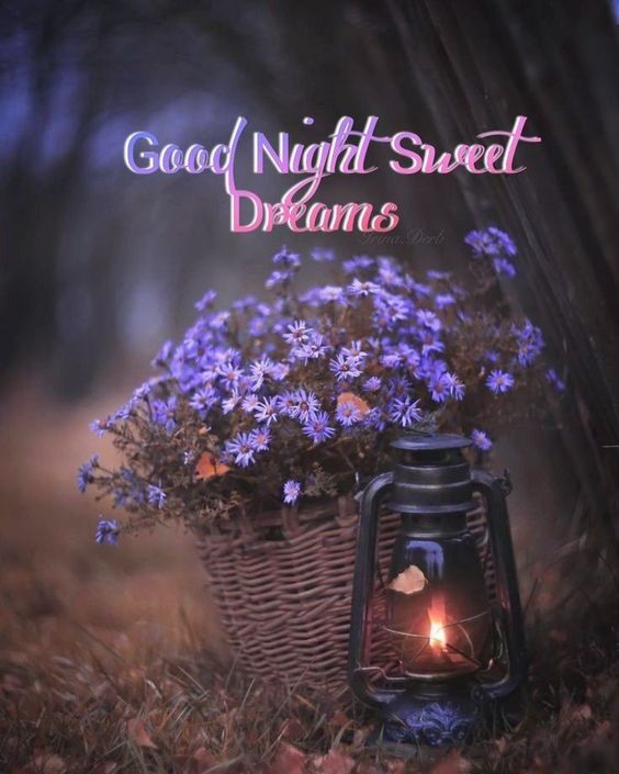 1M+ Fresh Good Night Sweet Dreams Pic | Good Night Sweet Dreams Photo